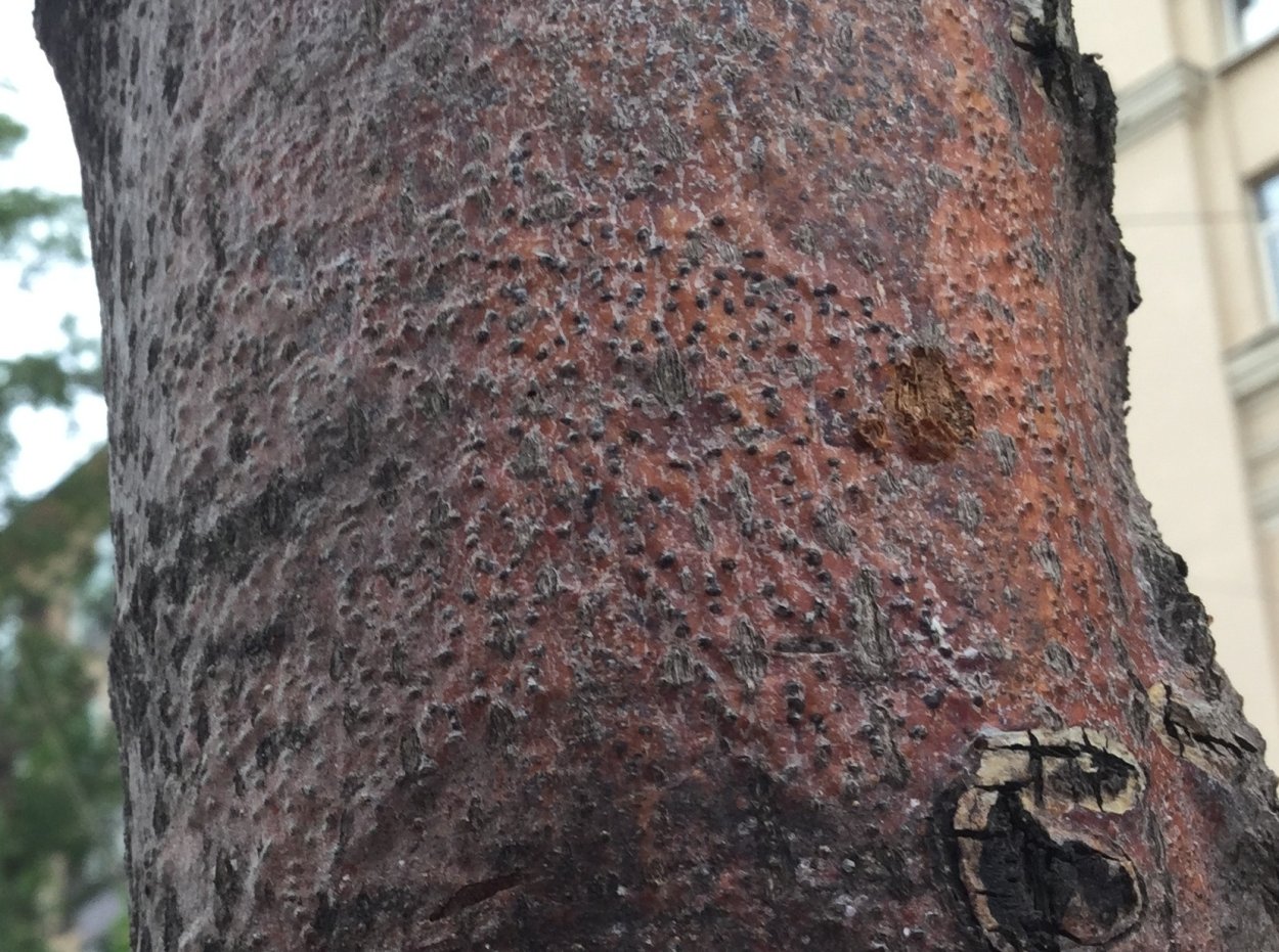 Камедетечение гоммоз вишни