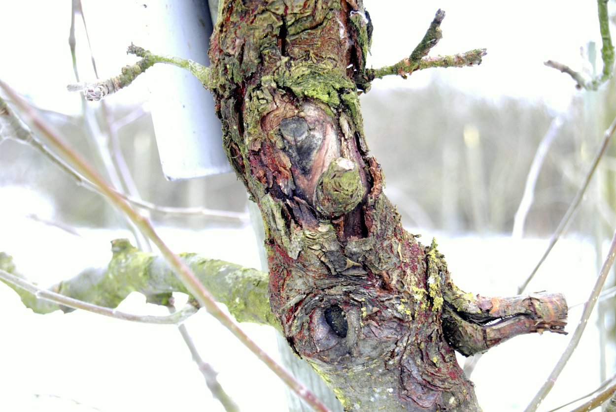 Альтернариоз яблони