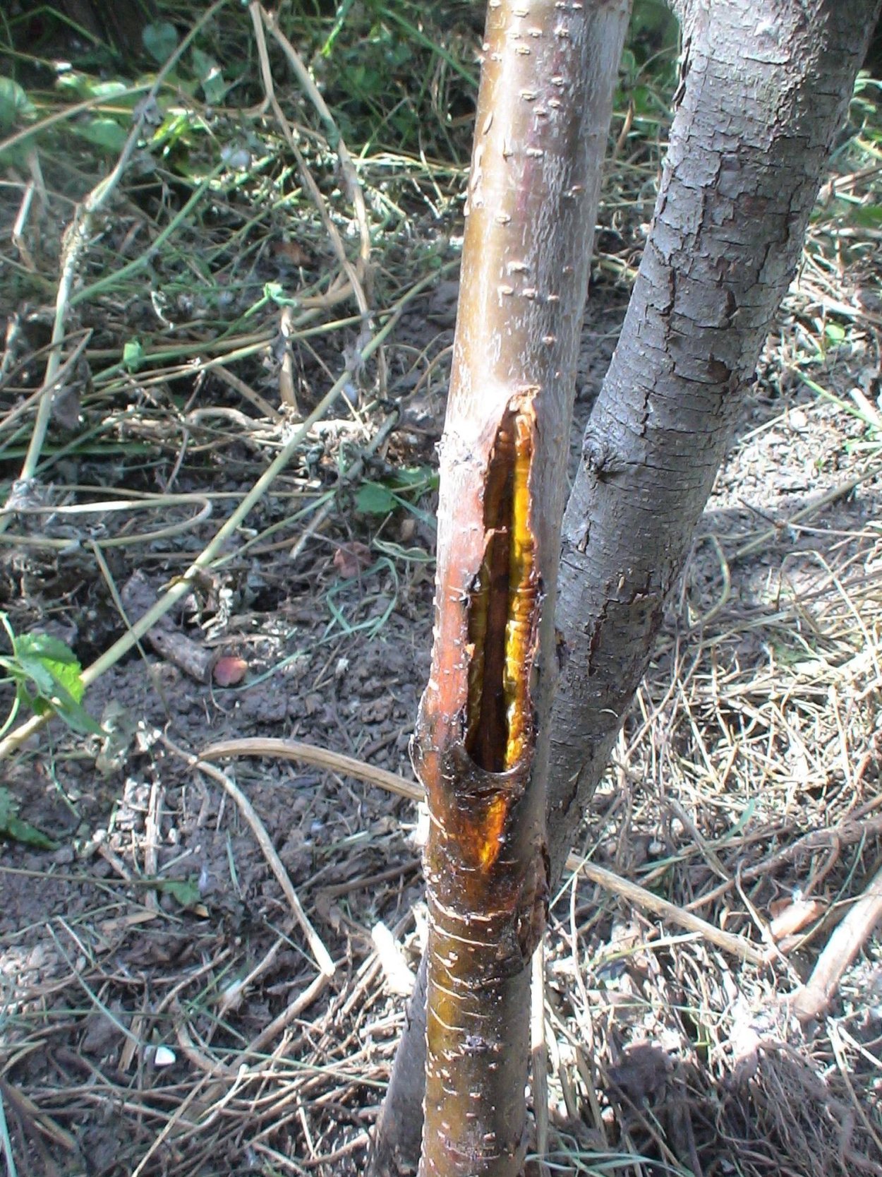 Нектриевый некроз