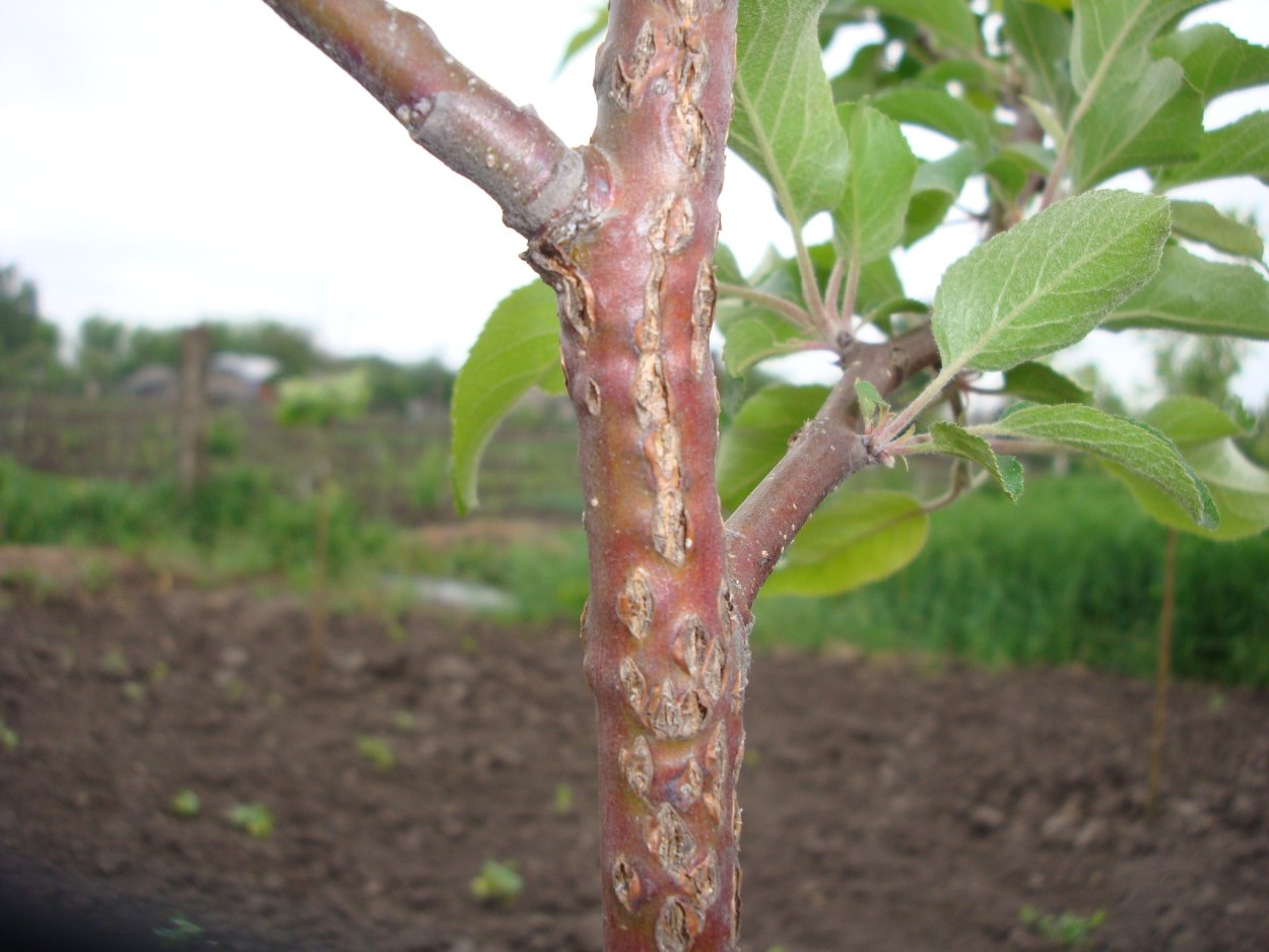 Цитоспороз абрикос кора