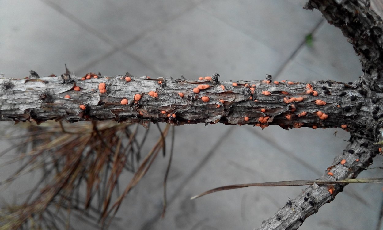 На коре плодовых деревьев лишайник