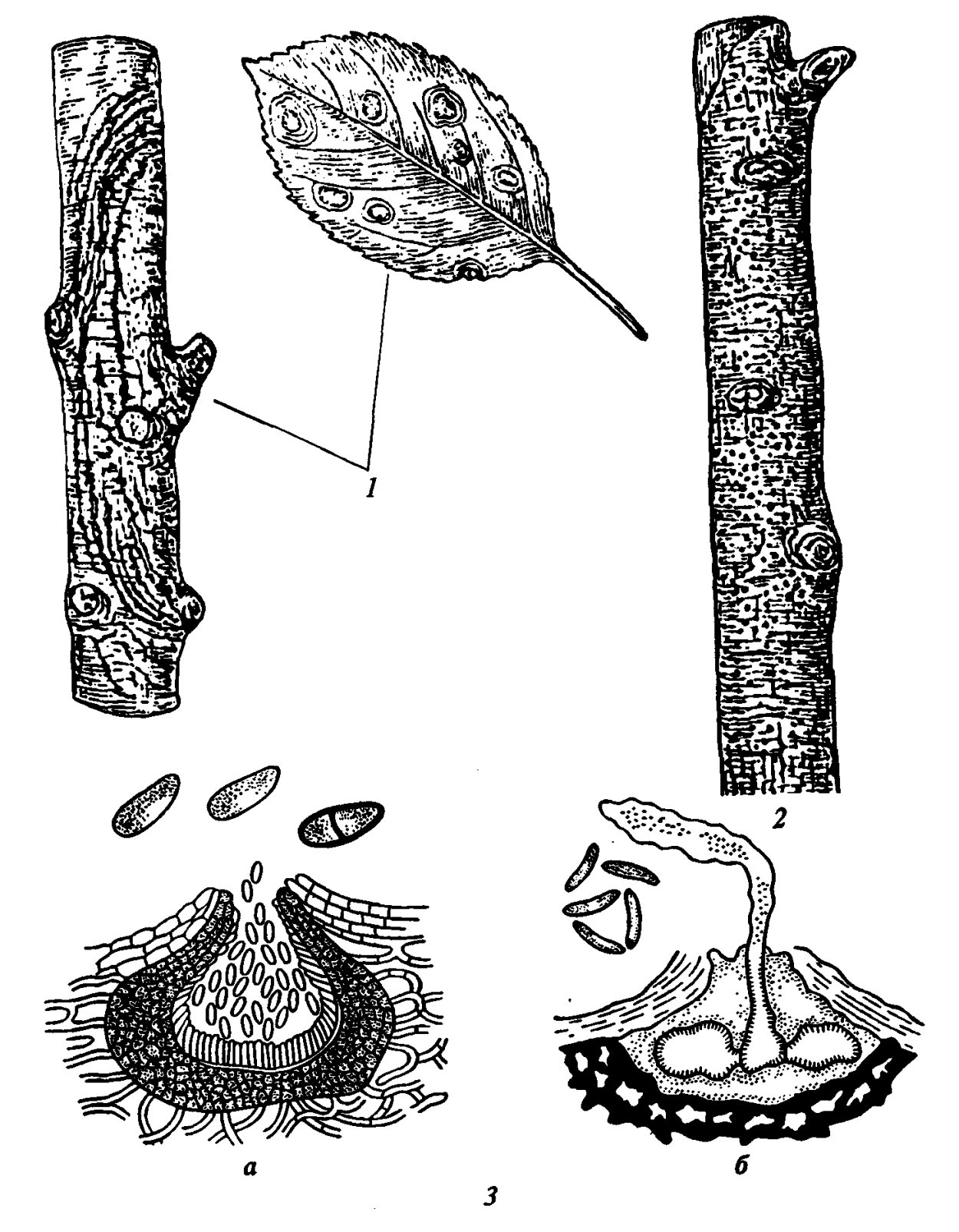 Цитоспороз груши