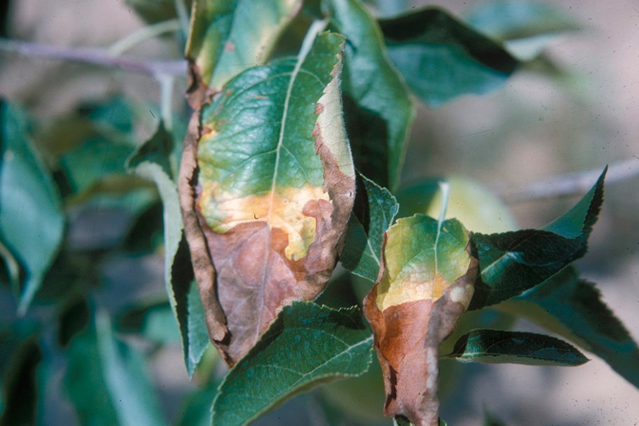 Монилиоз Ранетки