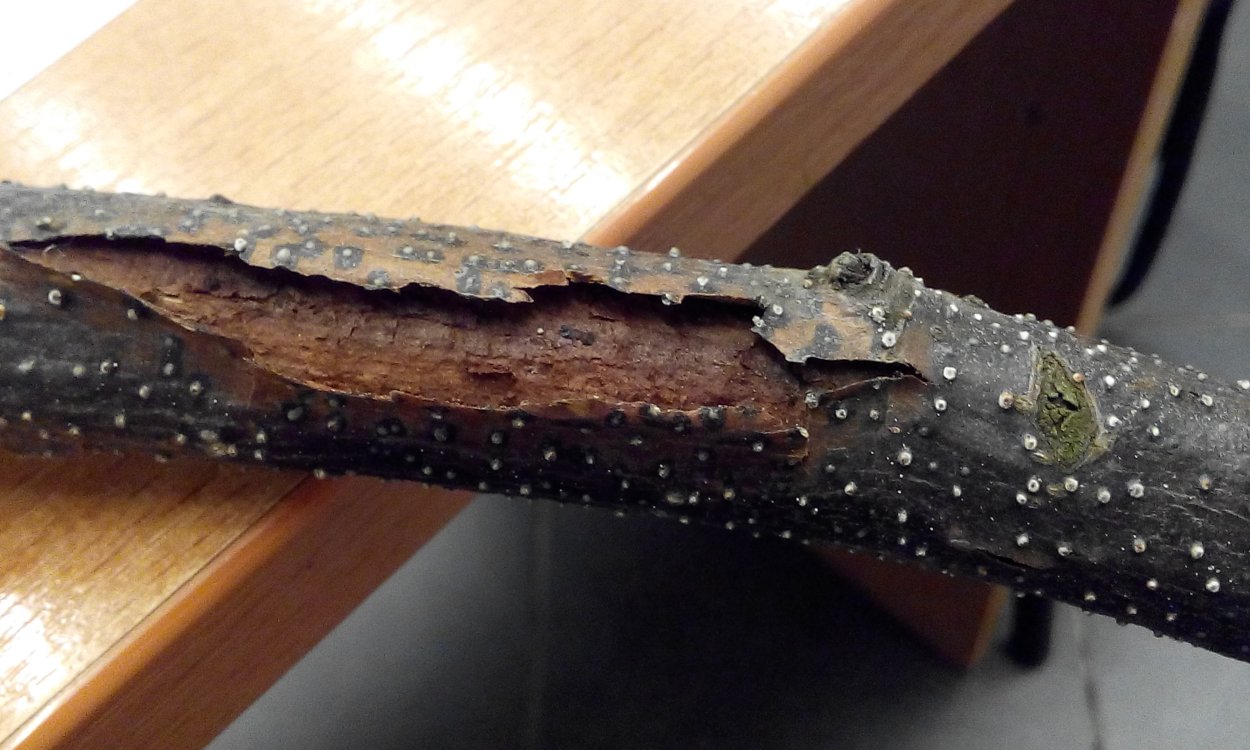 Сажистый грибок на стволе яблони