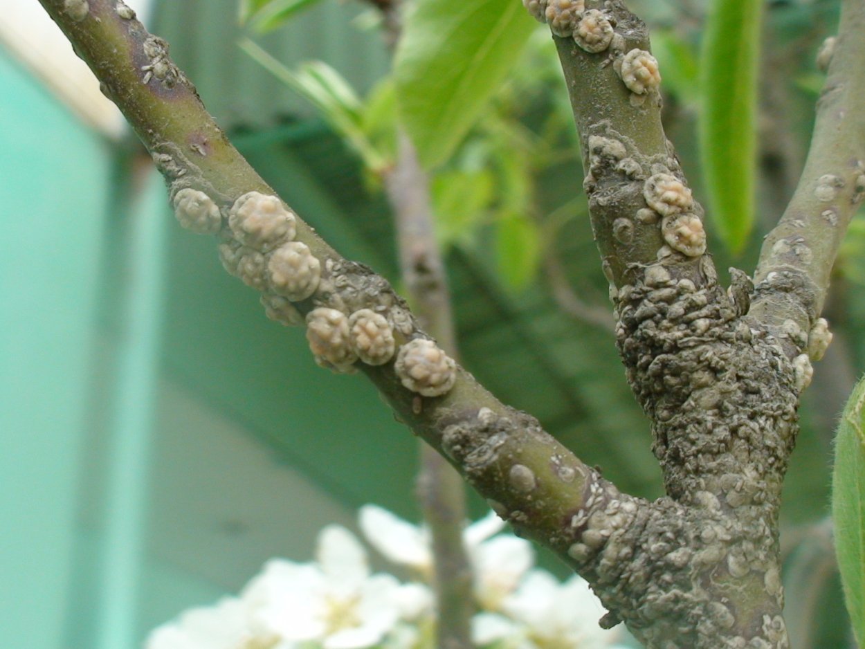 Цитоспороз абрикос кора