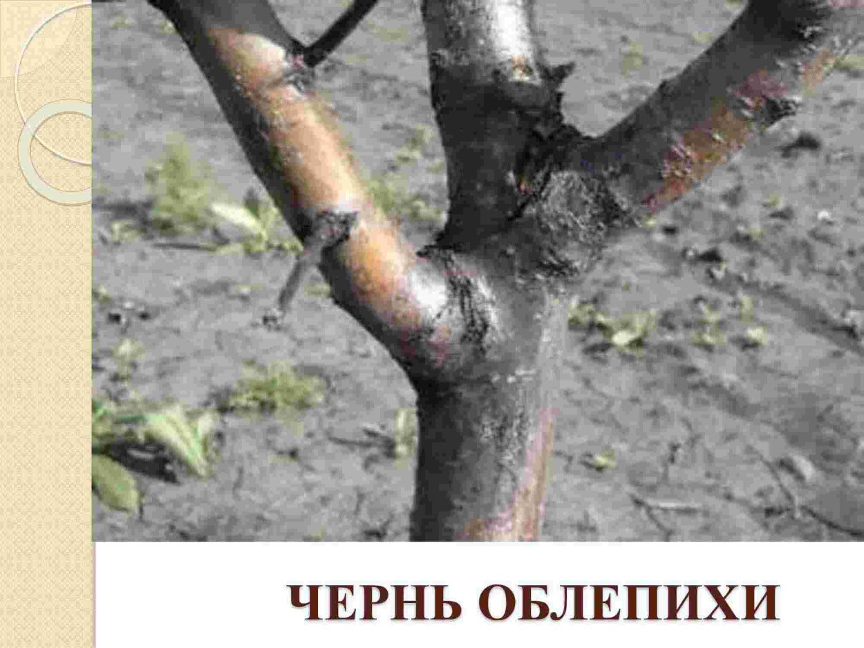 Тутовая щитовка на яблоне