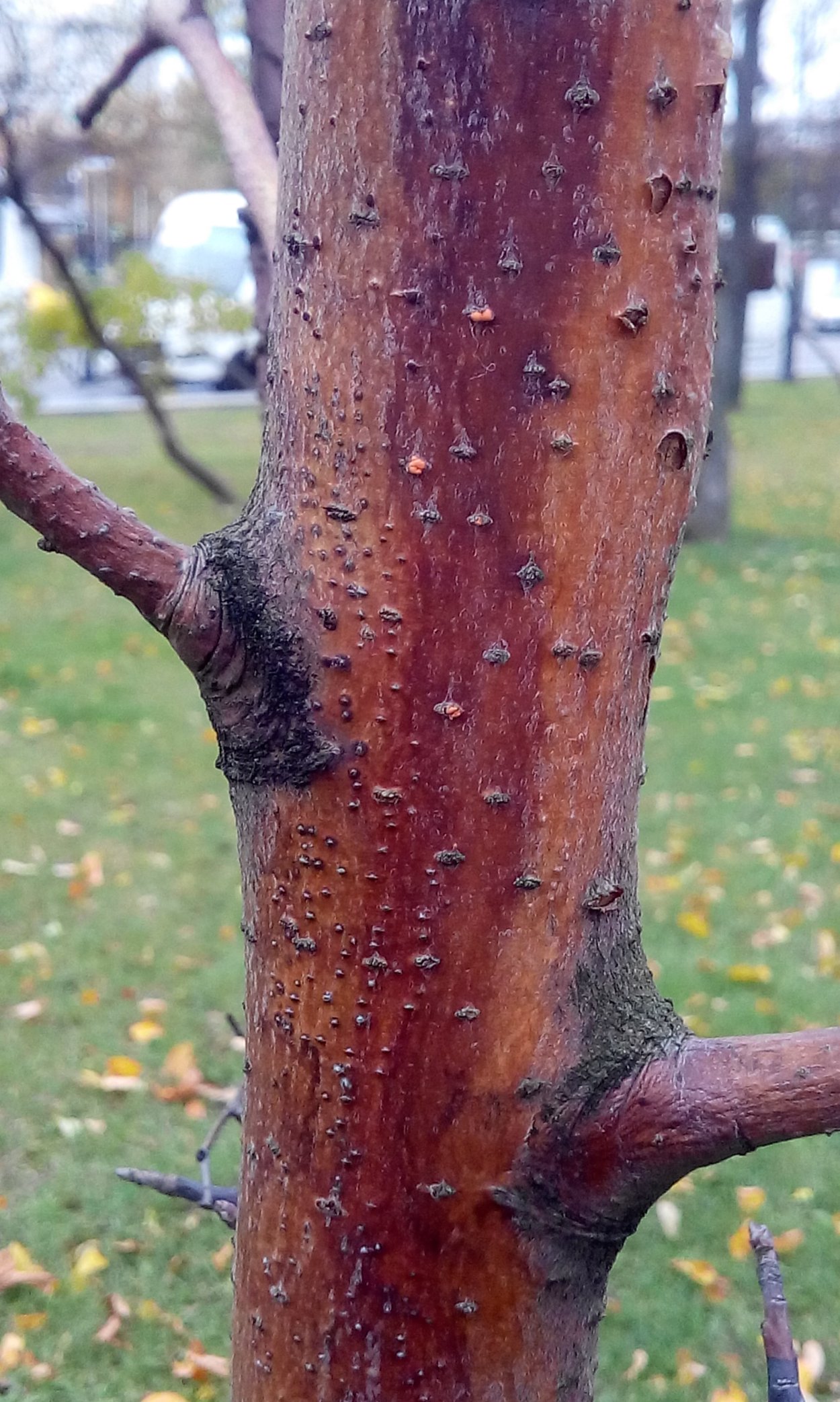 Бороздование коры плодовых деревьев