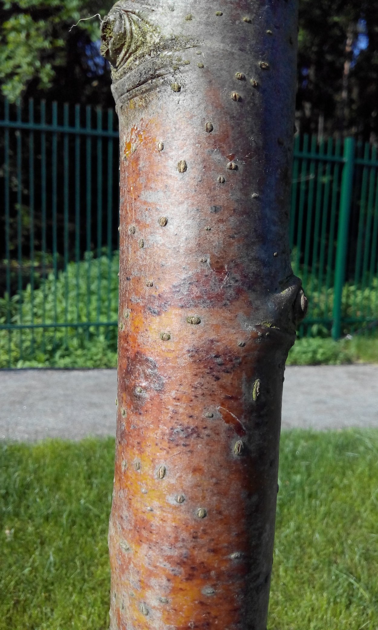 Морозобоины на яблонях