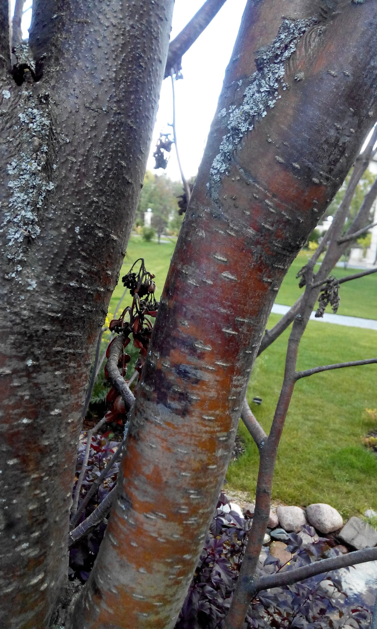 Морозобоины коры плодовых