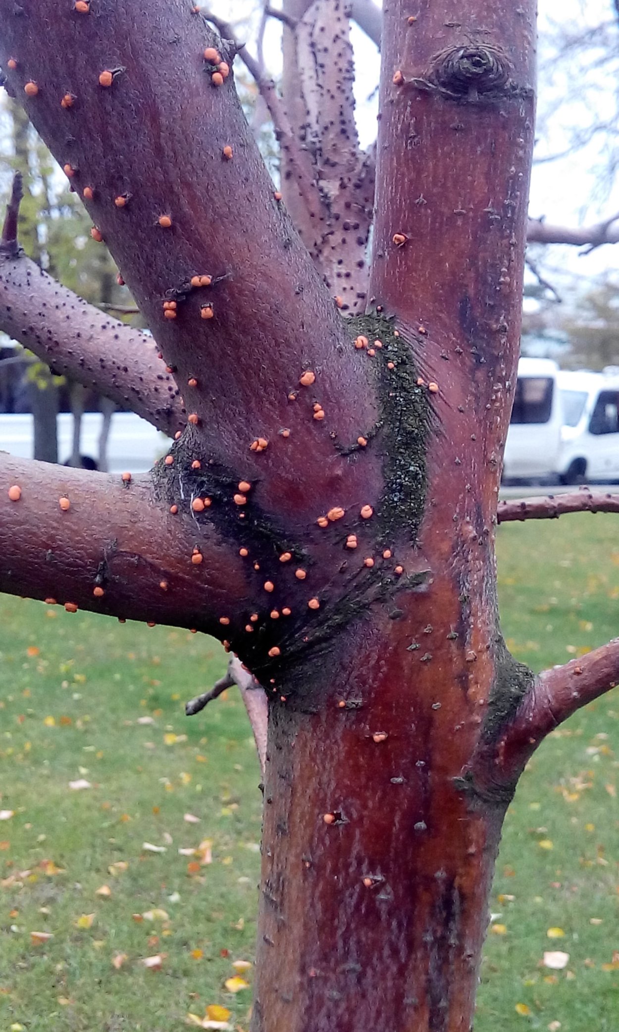 Инфекционное усыхание липы тиростромоз