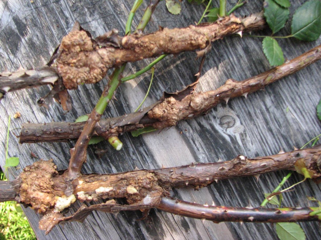 Цитоспороз плодовых деревьев