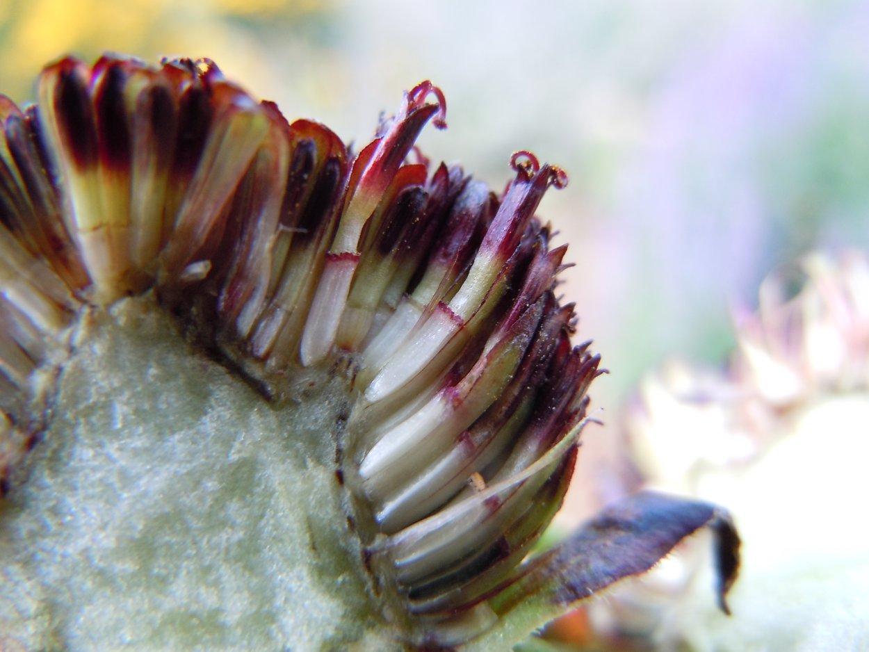 Трубчатые цветки