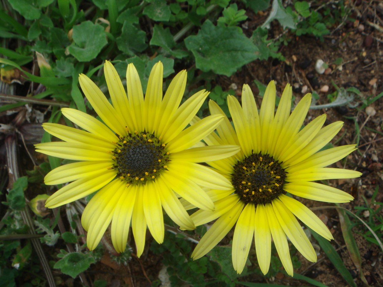 Арктотис цветет в ХМАО