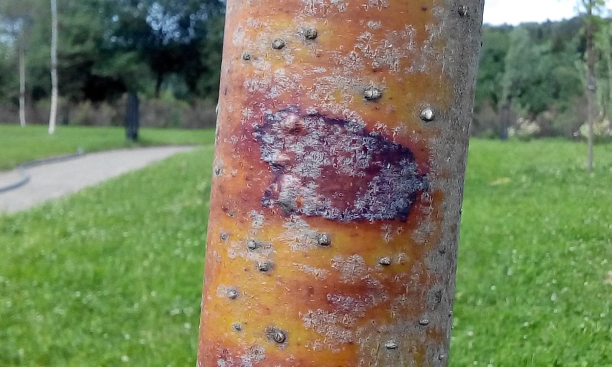 Растрескивание коры плодовых деревьев яблони