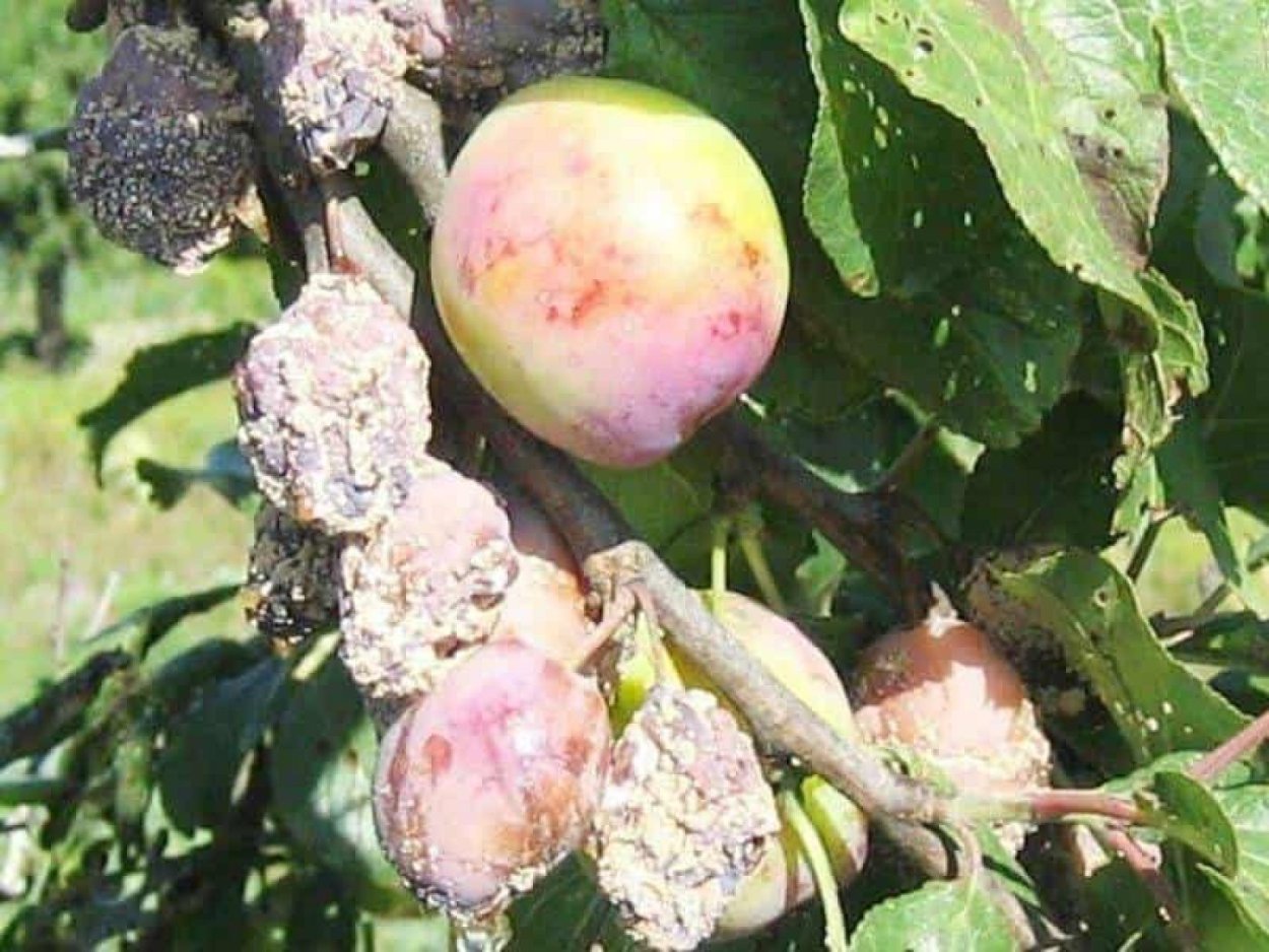 Груша летняя Дюшес Окс