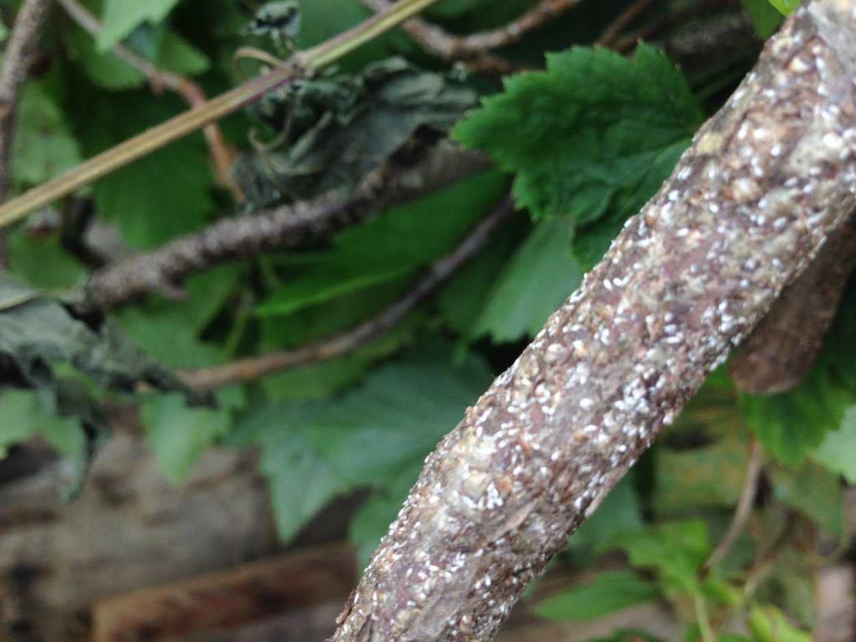 Монилиоз косточковых