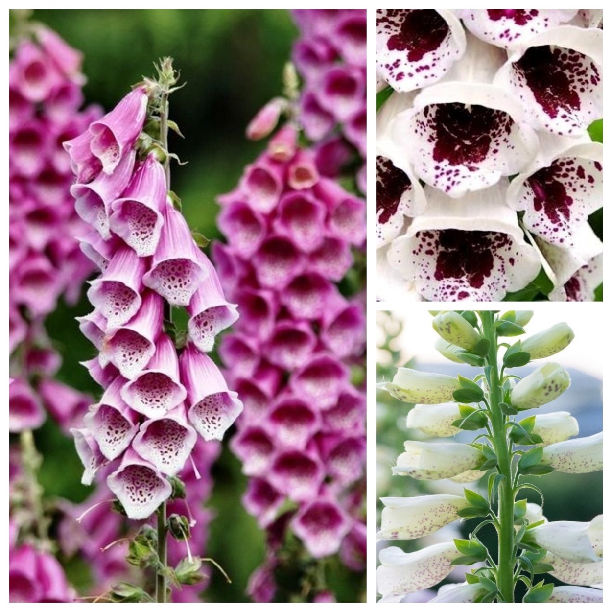 Лиатрис колосковый (Liatris spicata Kobold)