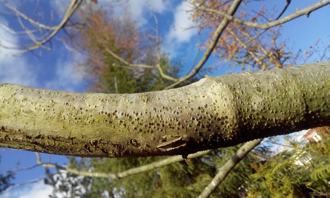 Буйволовидная цикадка на яблоне