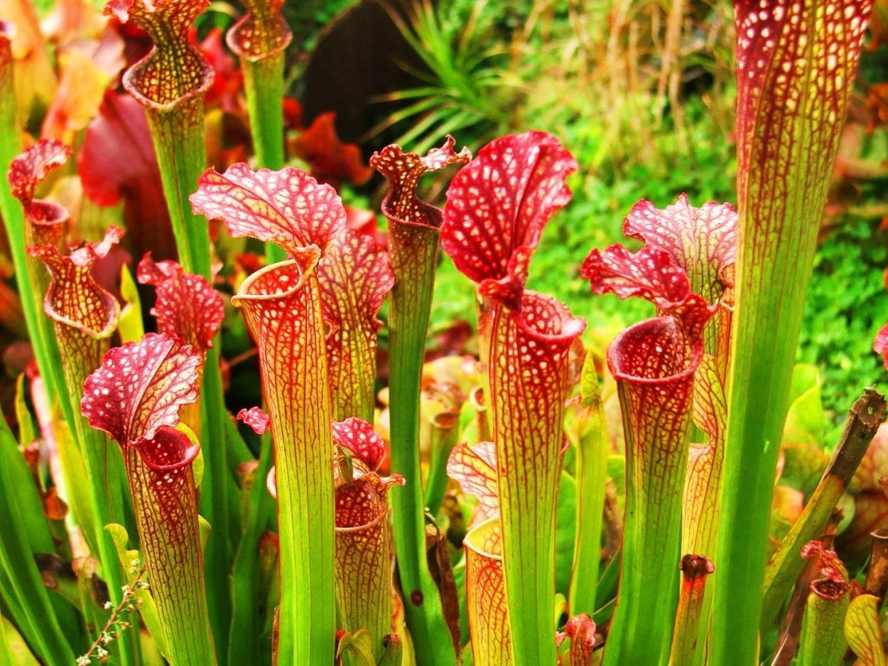 Саррацения белолистная