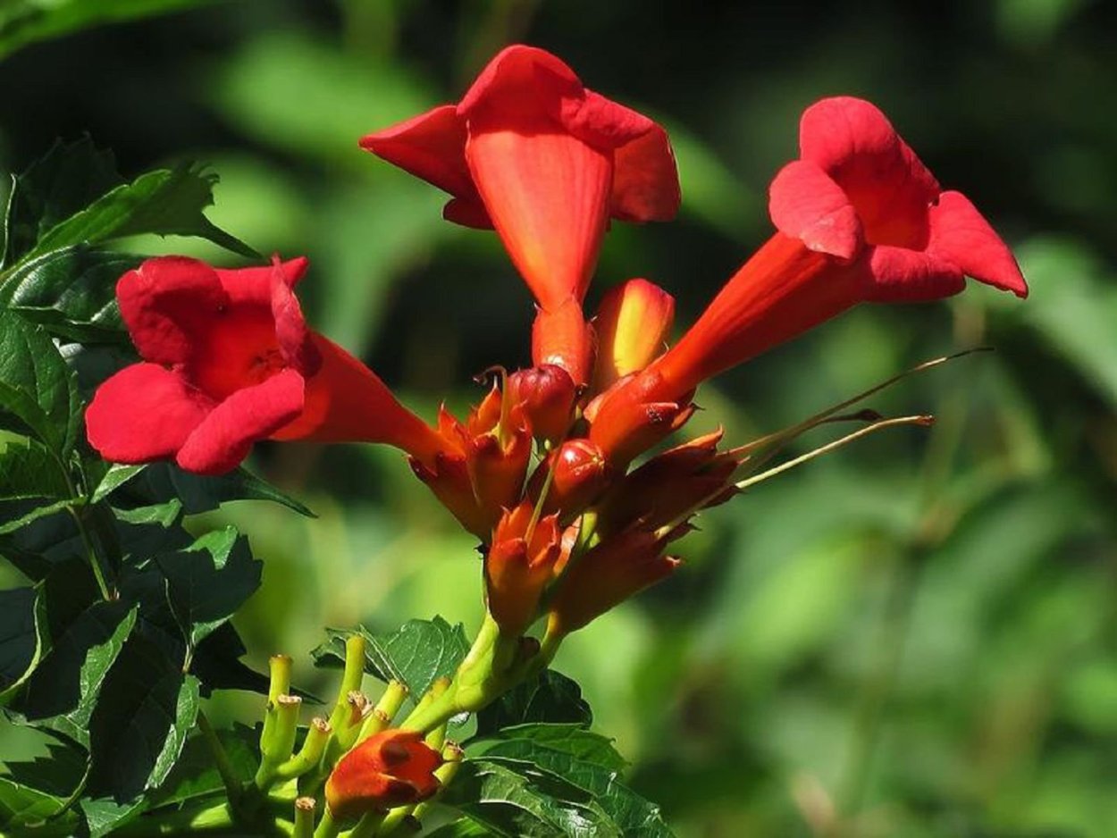 Эхинацея пурпурная Примадонна Уайт