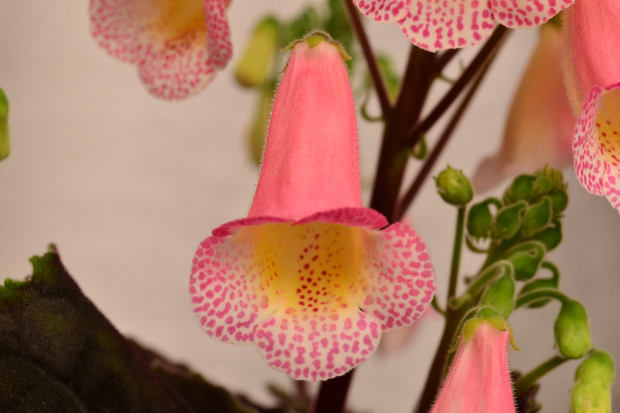 Смитианта Spring