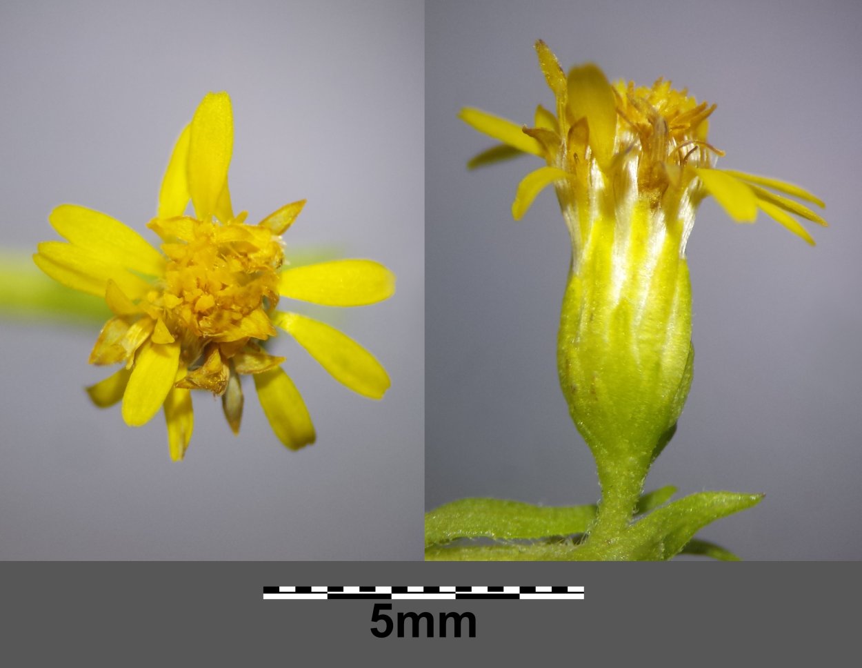 Танацетум Байя