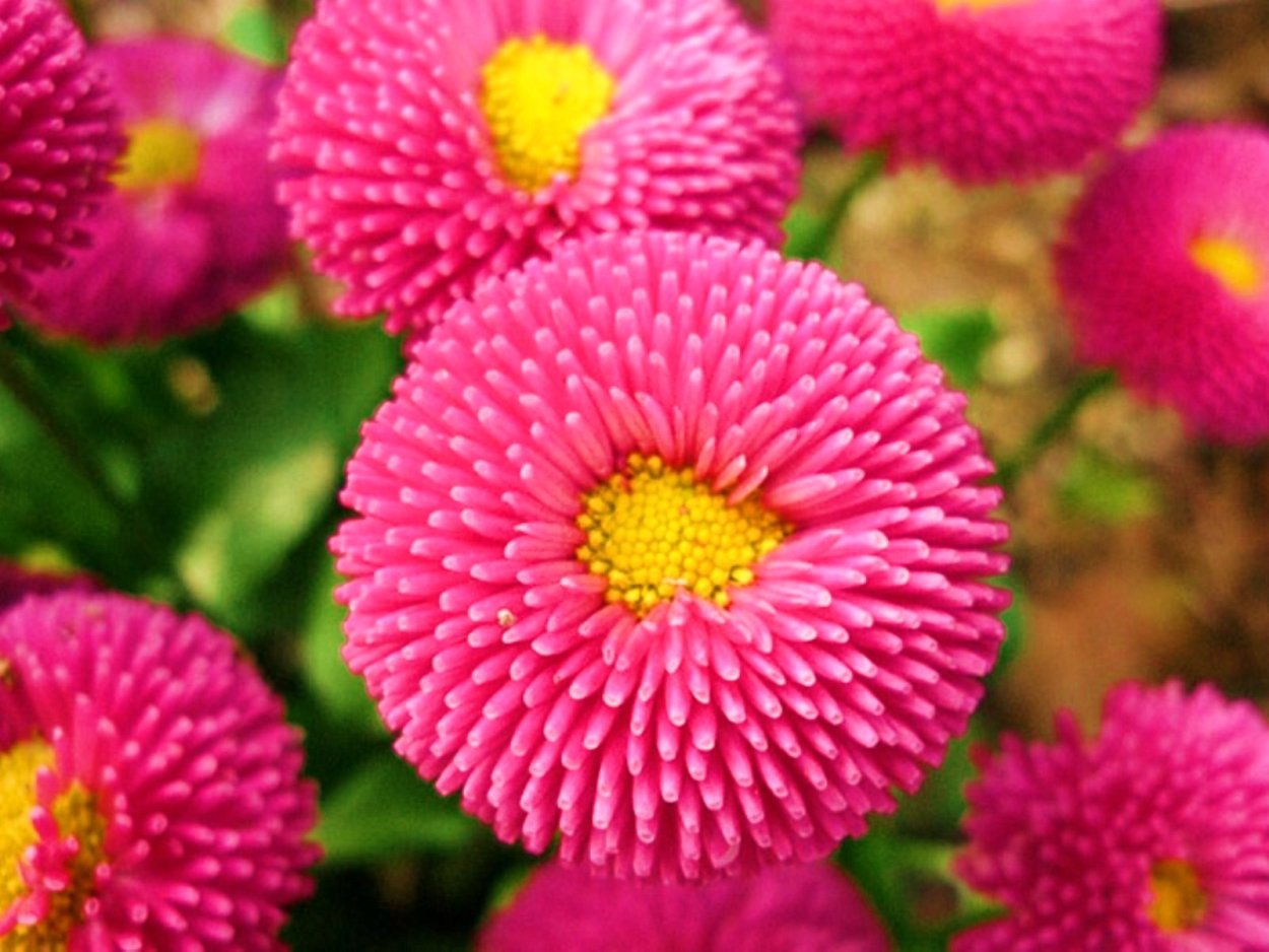 Астра трубчатая серединка