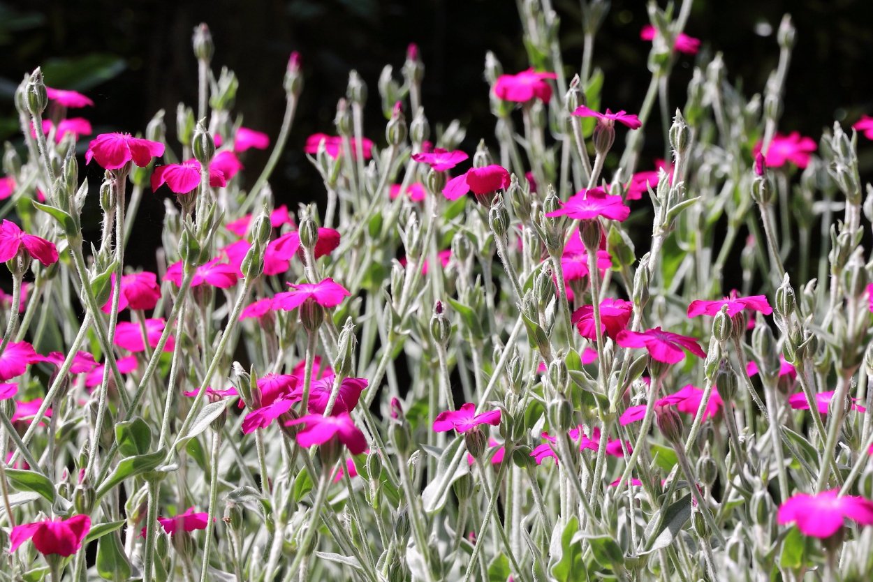 Лихнис корончатый многолетний