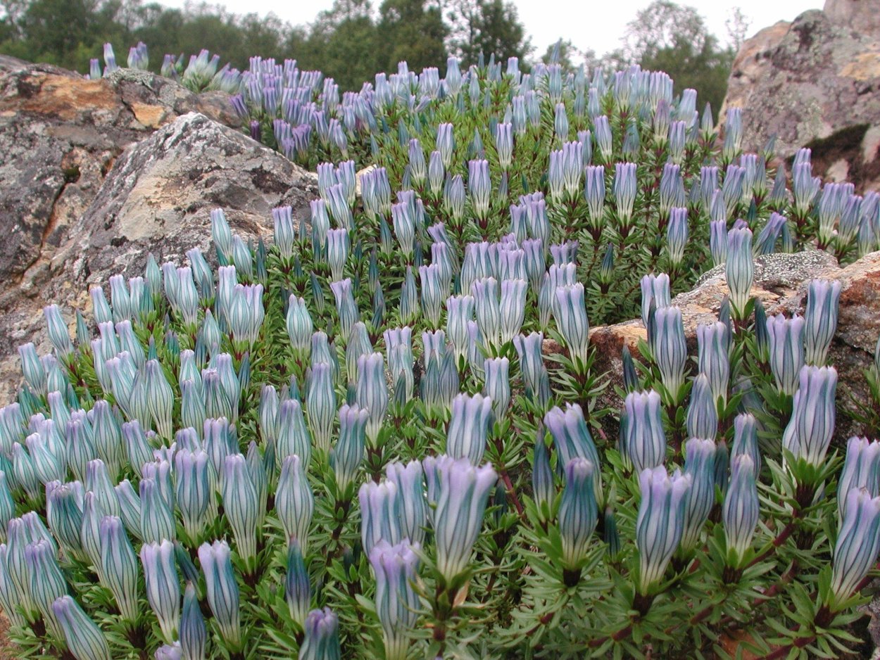 Гербарий "сорные растения" (24 вида)