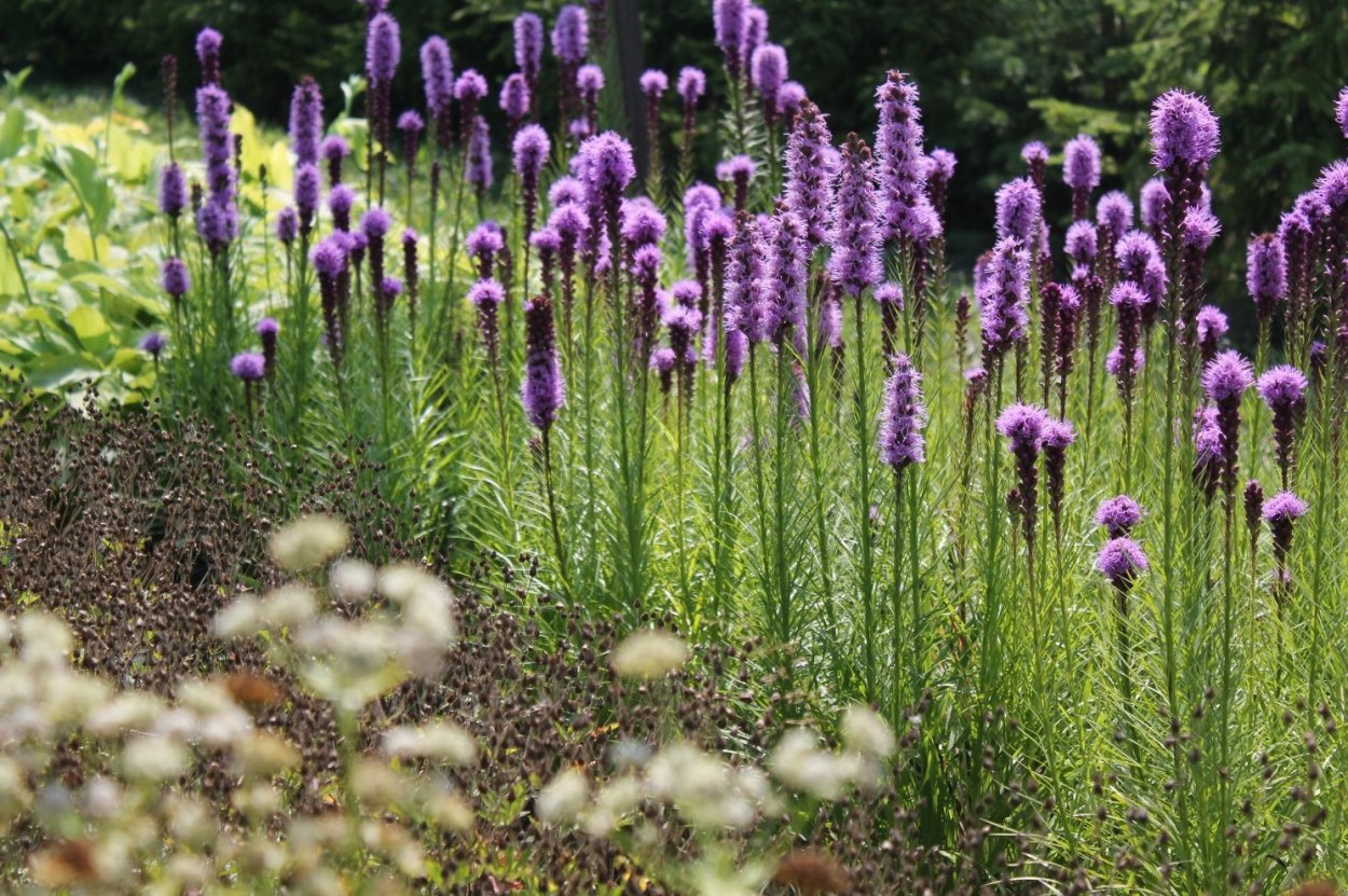 Albuca spiralis Альбука спиральная