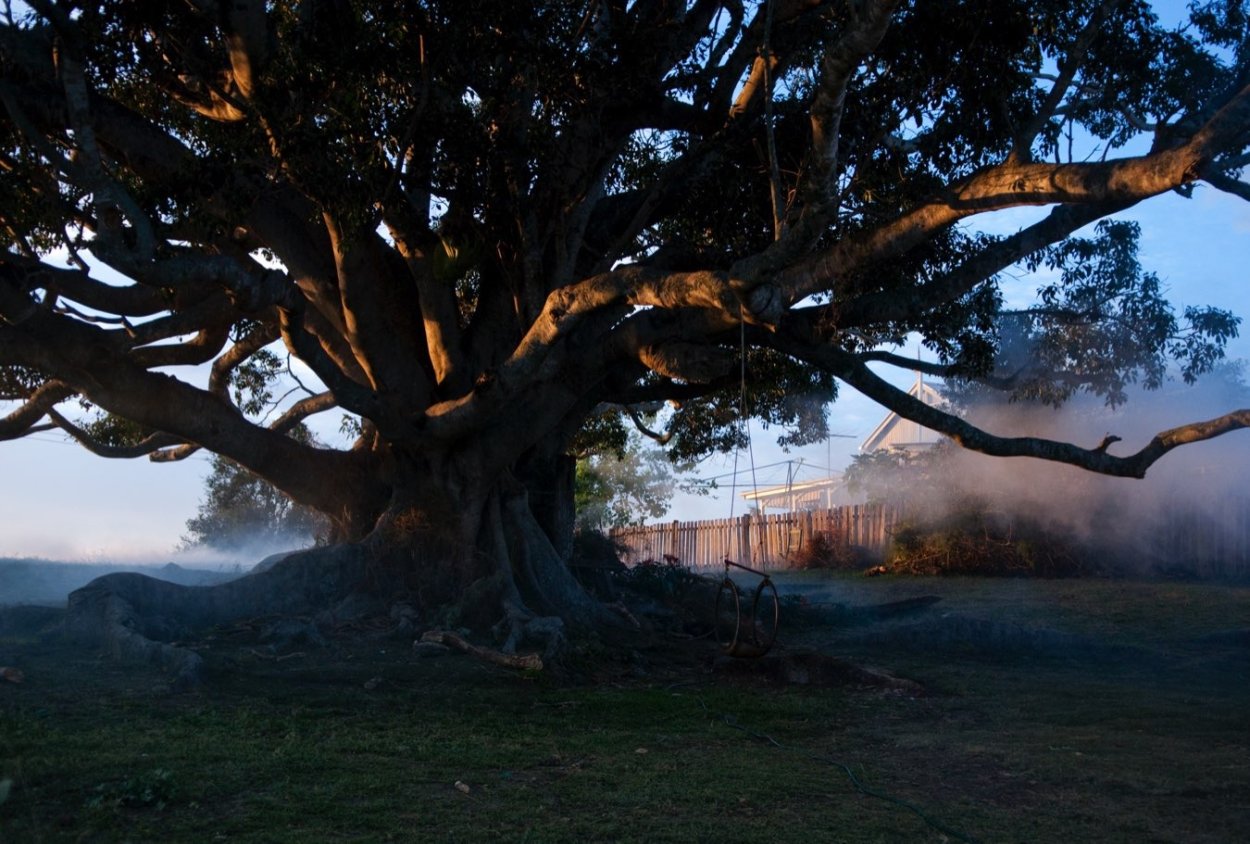 Дерево Австралия Франция 2010 драма