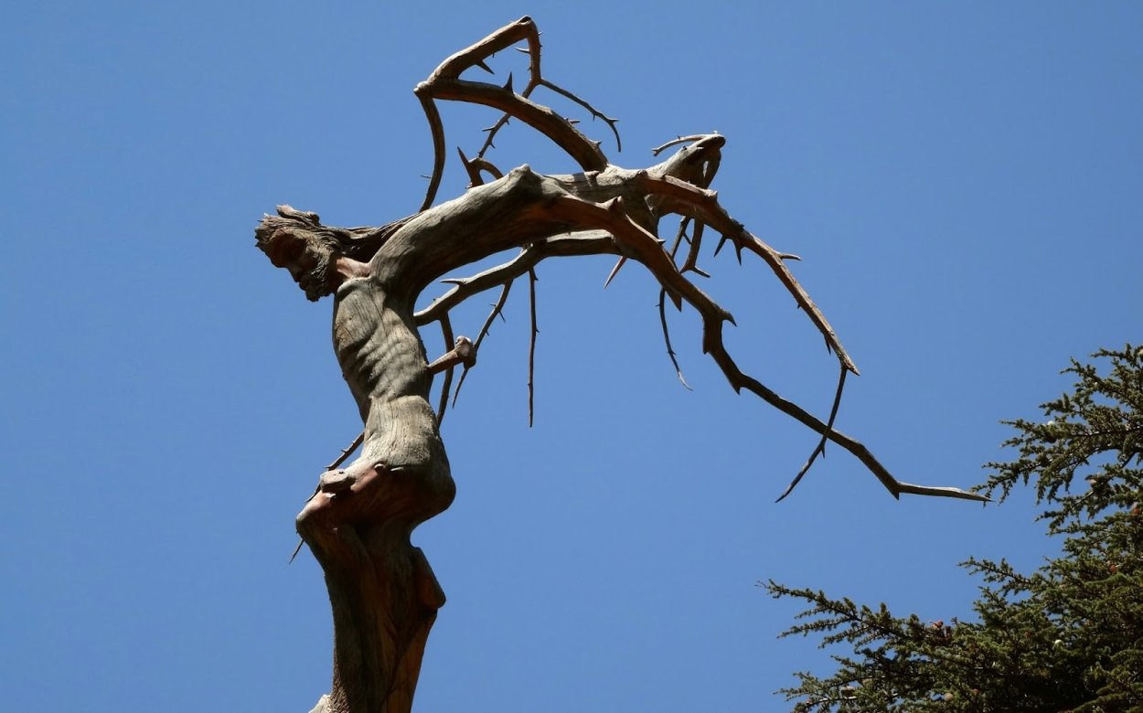 Дерево в Ливане похожее на Иисуса правда или фейк