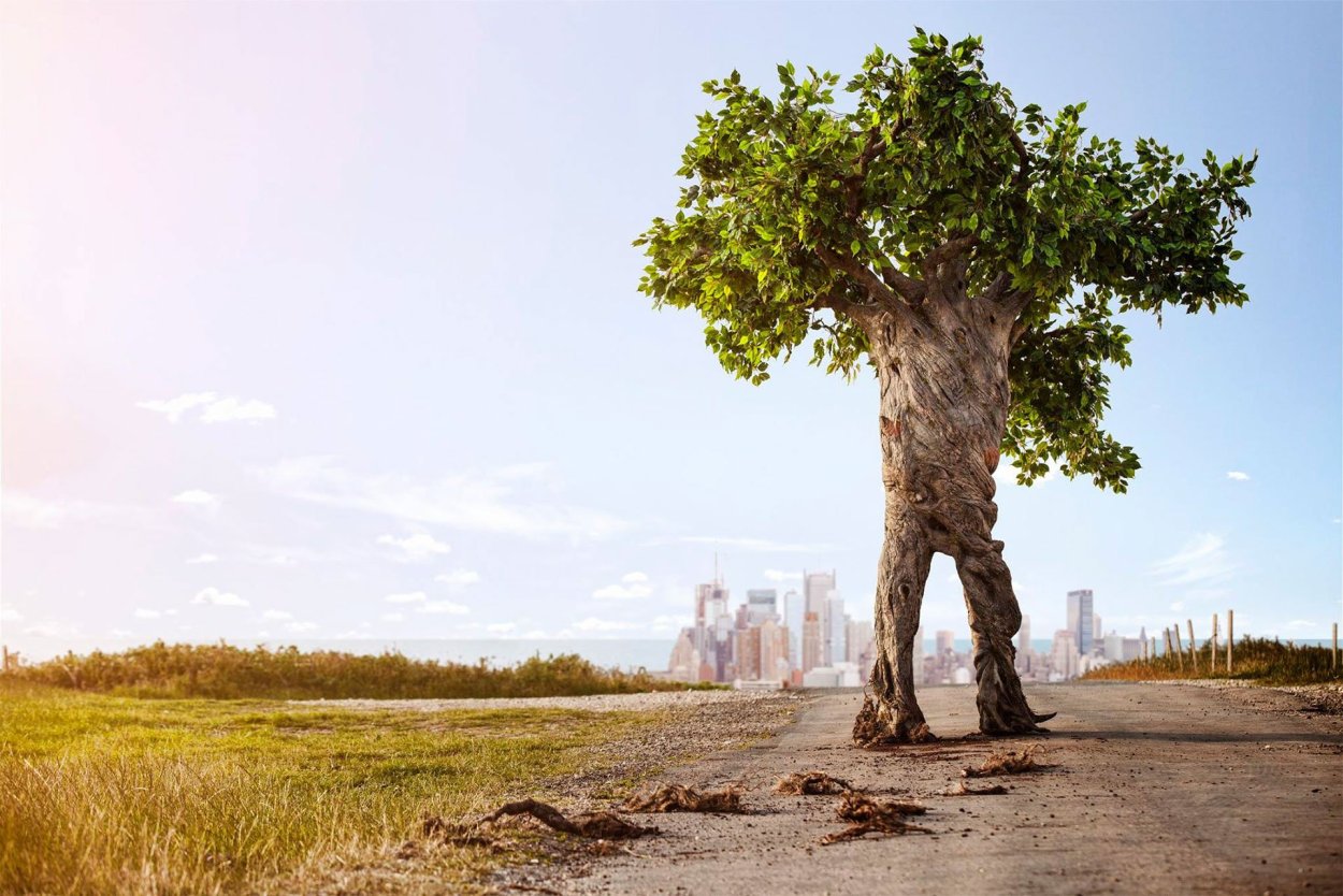 Ходячие деревья