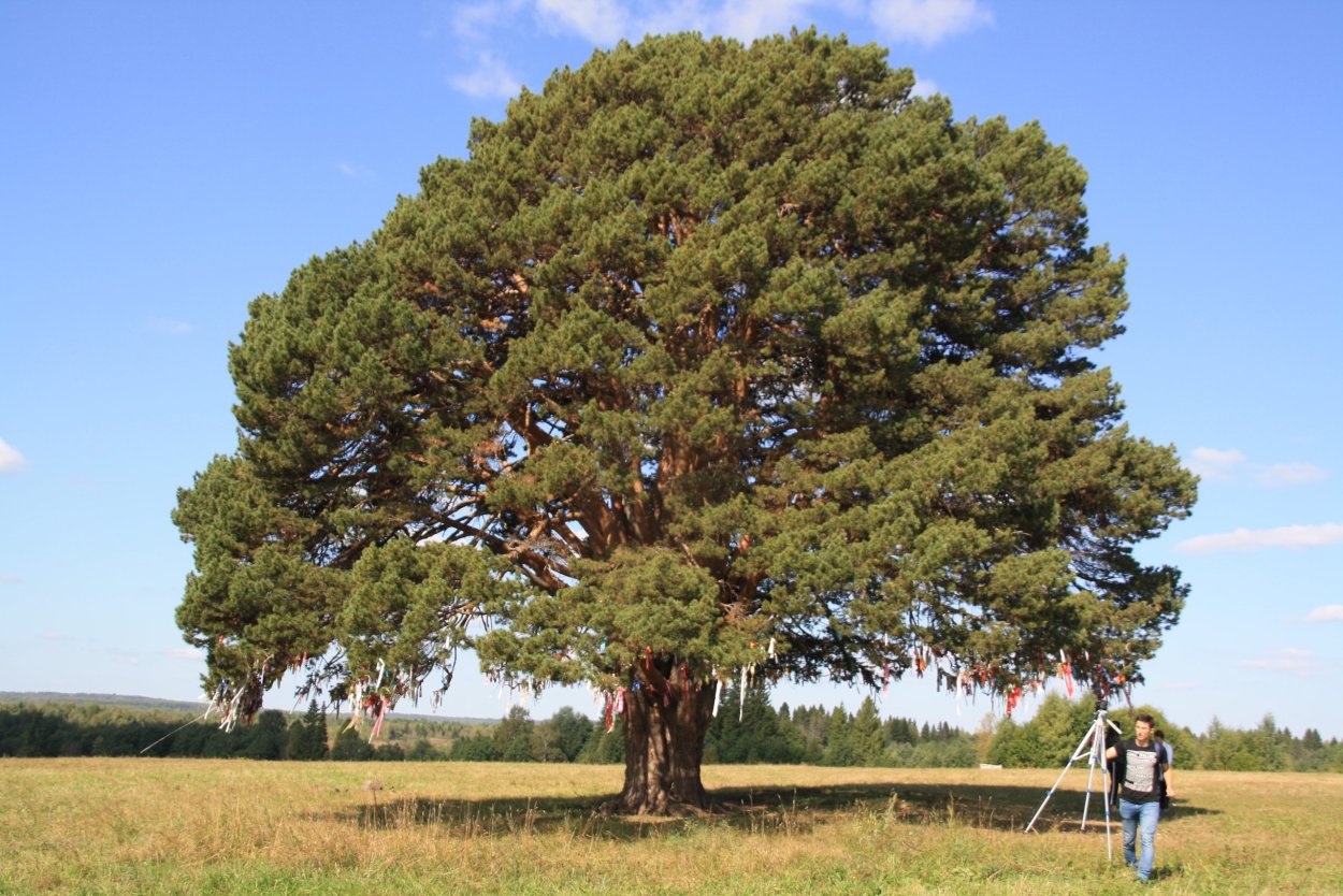 300 Летняя сосна Удмуртия