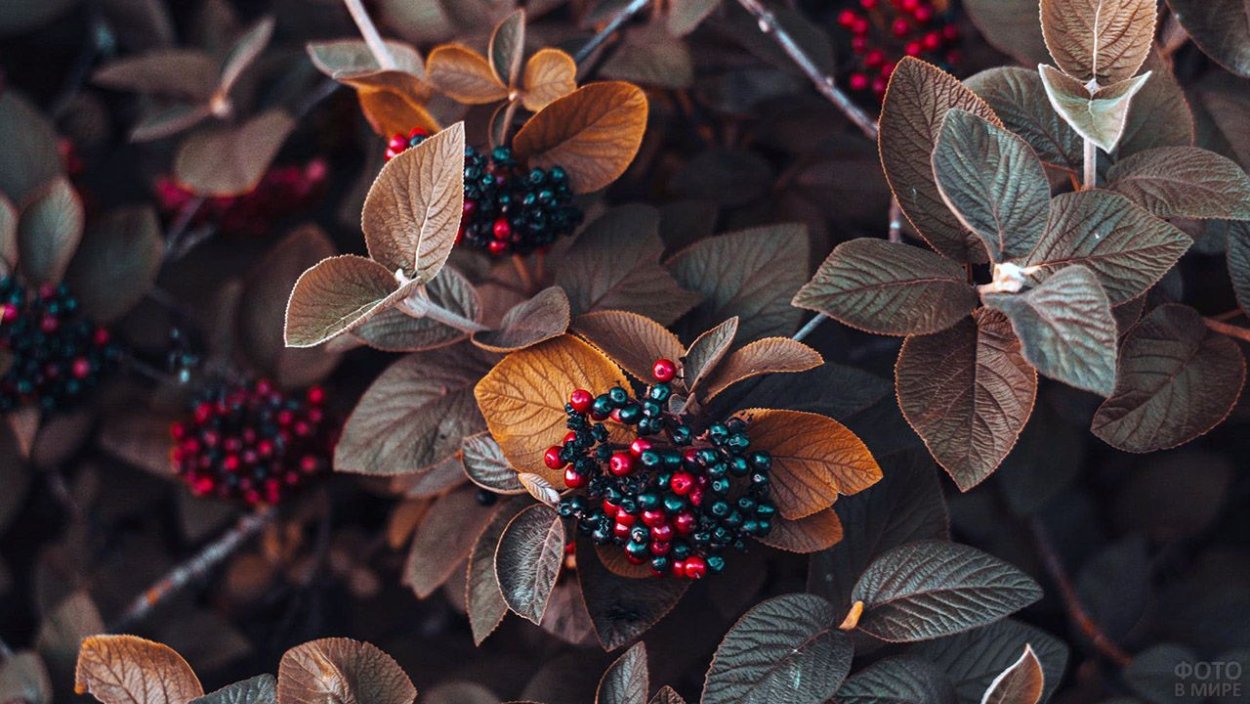 Черноплодная рябина