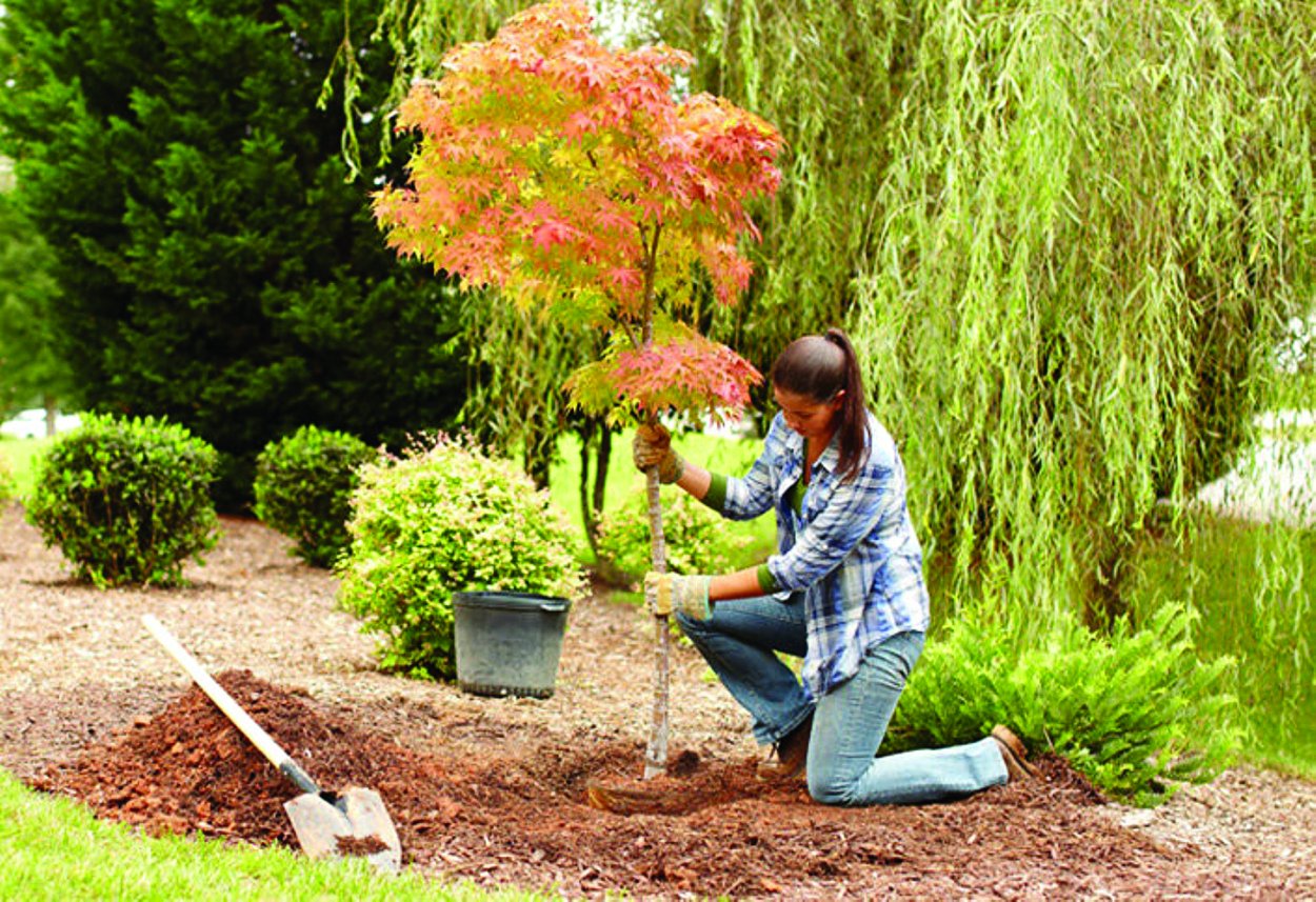 Высадка деревьев и кустарников