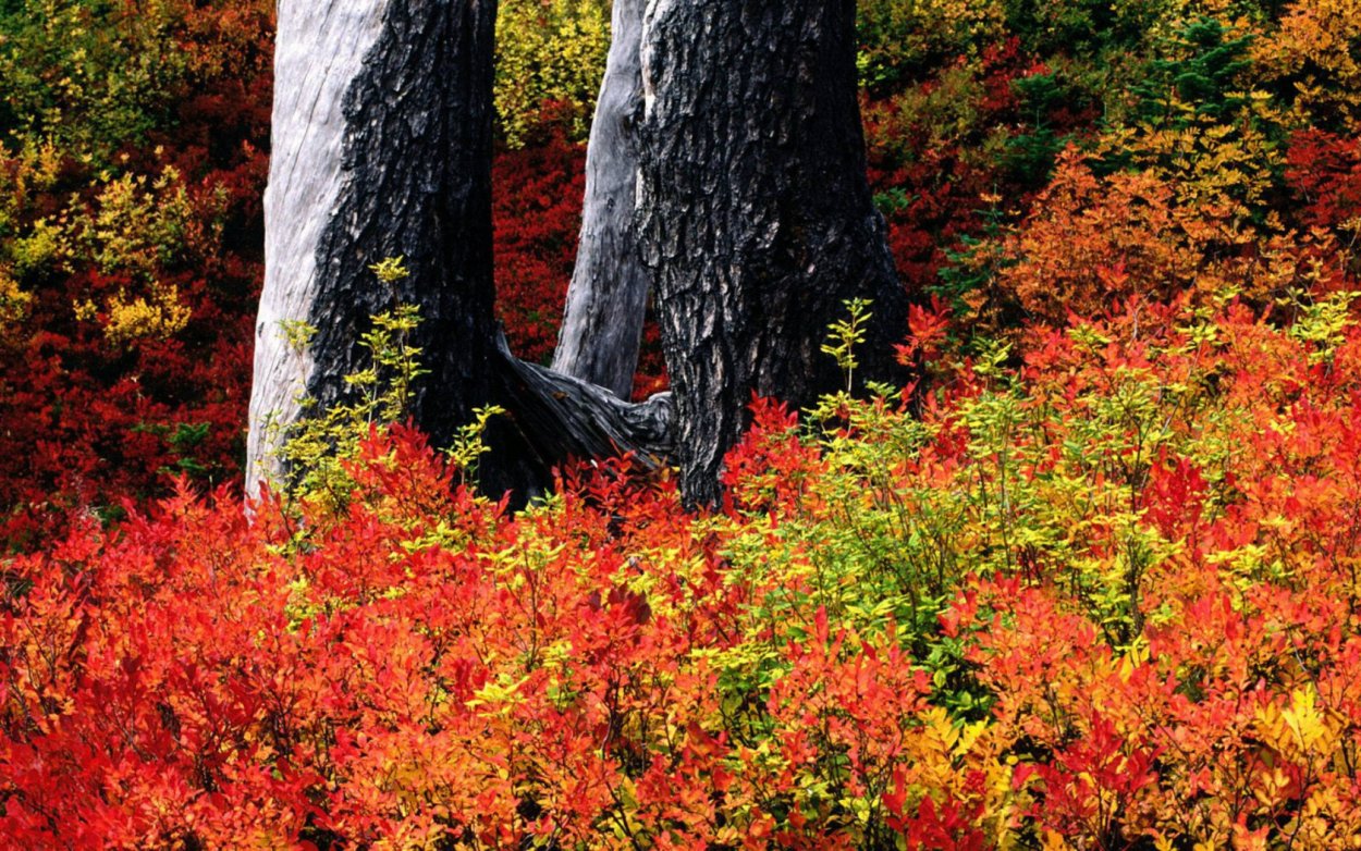 Осенние кусты в лесу