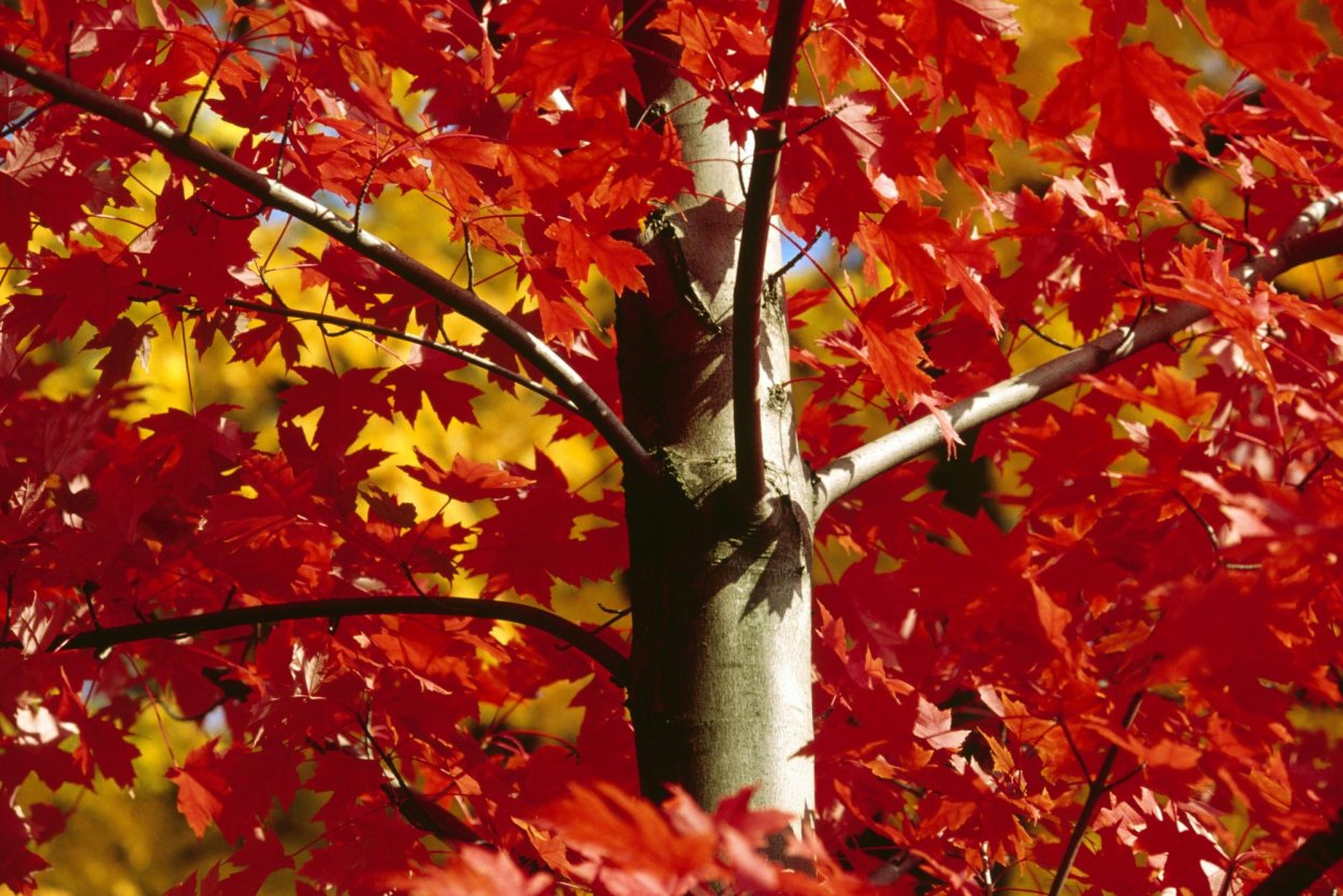 Кленовое дерево осенью