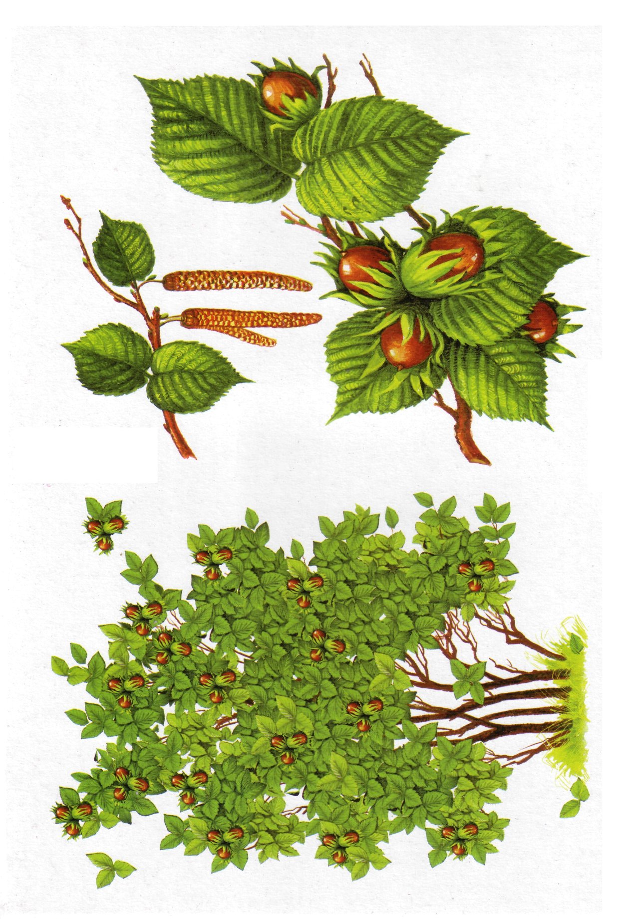 Орешник плоды и листья