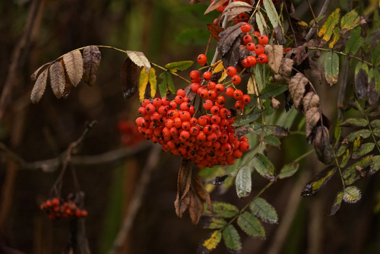 Рябина ольхолистная