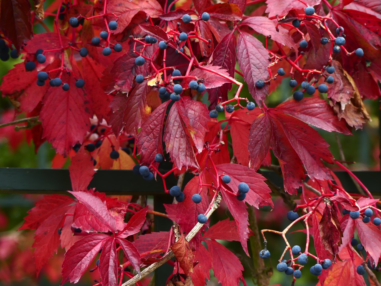 Калина кленолистная