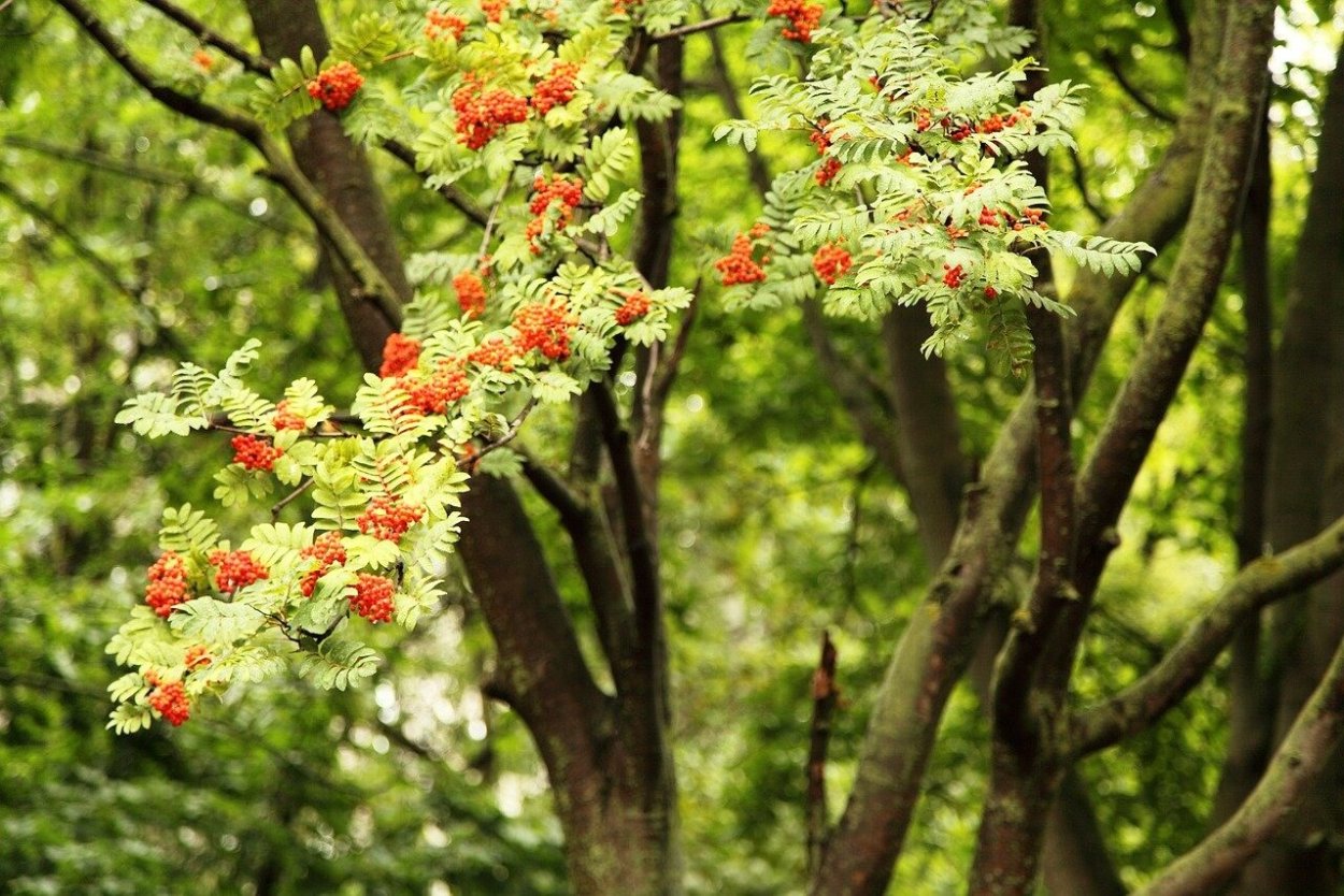 Дубовидная рябина