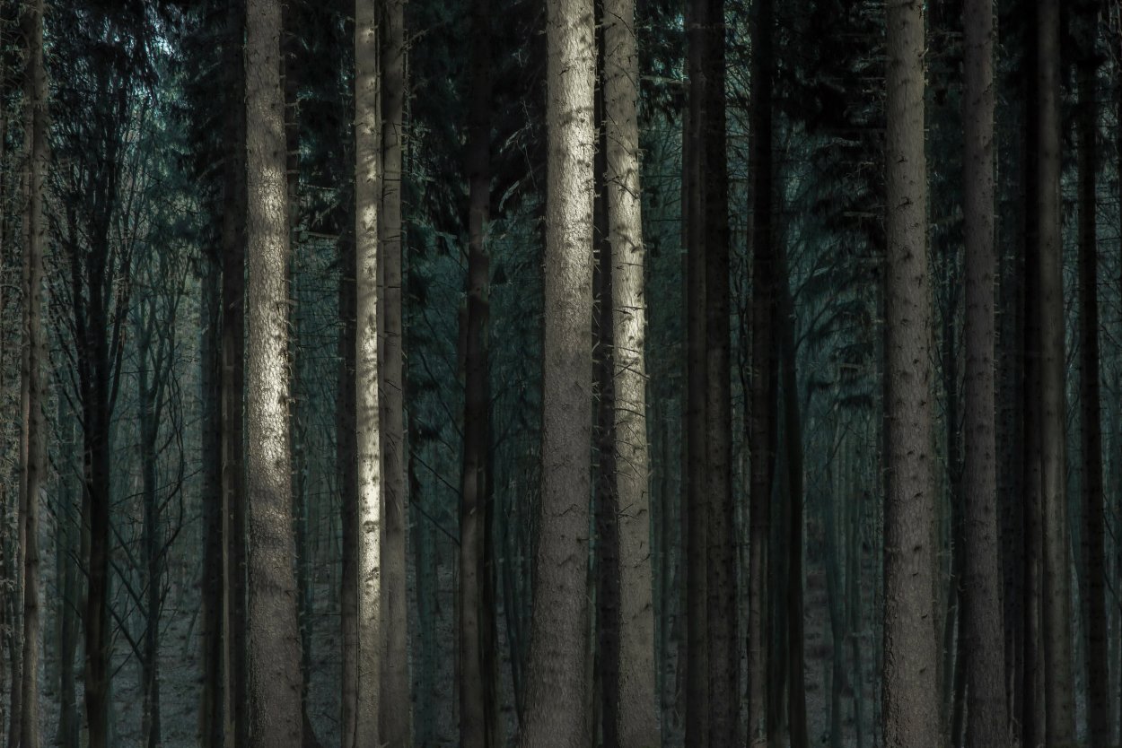 Лес в темных тонах