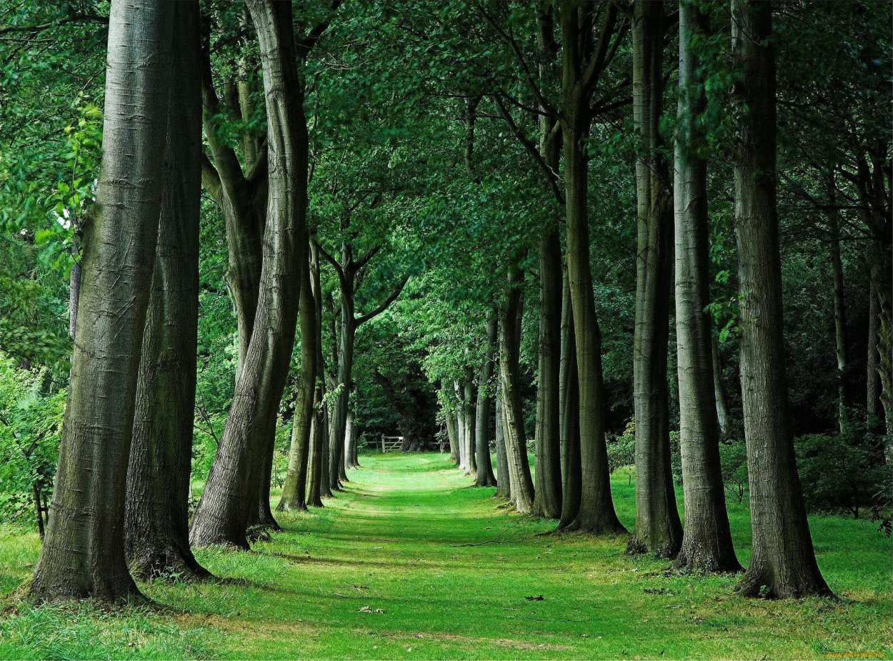 Дубовая аллея Калининград