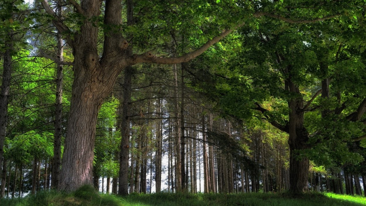 Беловежская пуща ясень