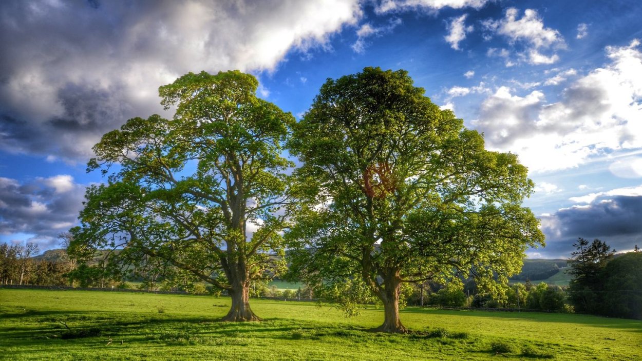 Раскидистая крона дуб