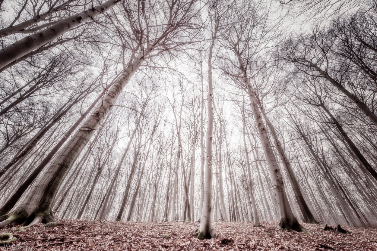 Фотообои стволы деревьев