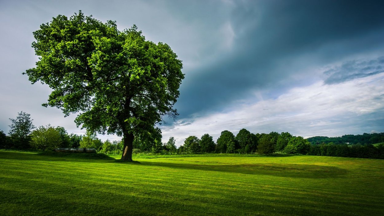 Одинокое зеленое дерево