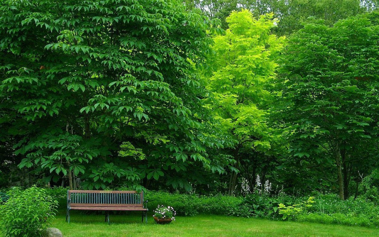 Кусты в парке