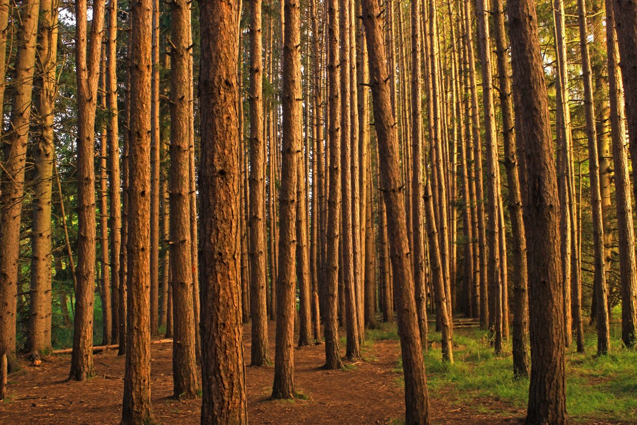 Корабельный Сосновый лес Форкс